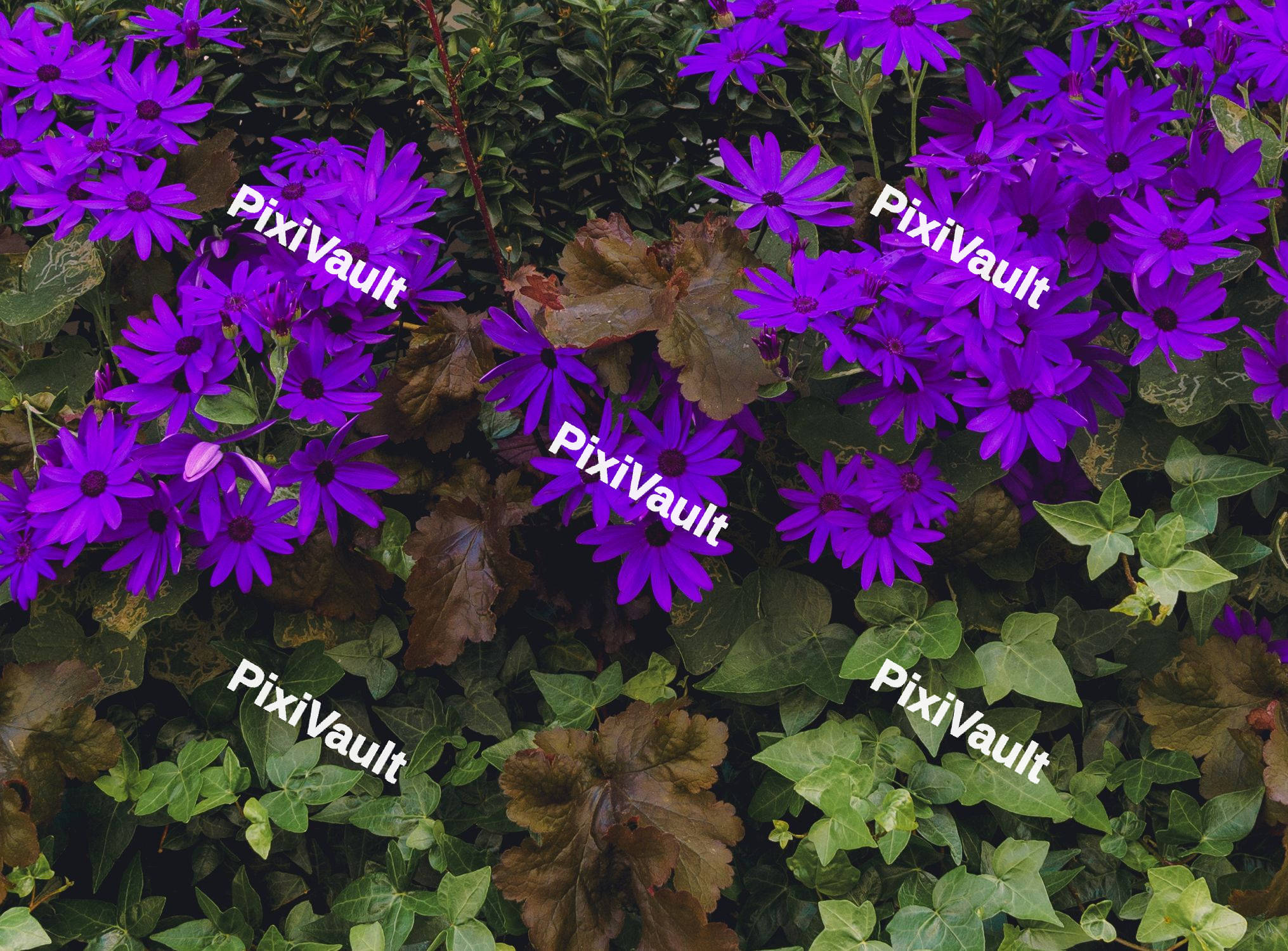 Purple Flowers